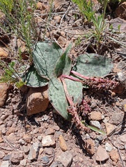 Ledebouria ovatifolia