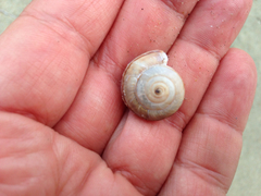 Helminthoglypta umbilicata