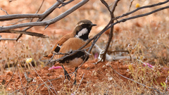 Cinclosoma marginatum
