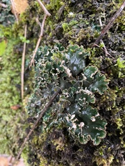 Peltigera collina