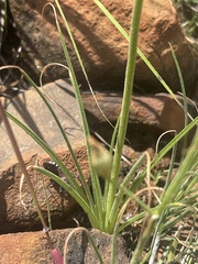 Albuca shawii