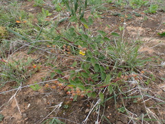 Hermannia althaeoides