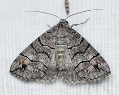 Dysbatus singularis
