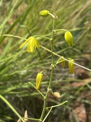 Albuca shawii