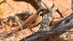 Cinclosoma marginatum