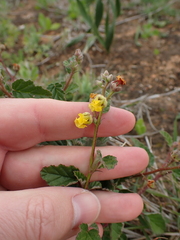 Hermannia althaeoides
