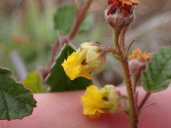 Hermannia althaeoides