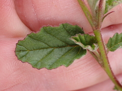 Hermannia althaeoides