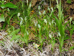 Pterostylis montana