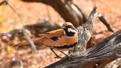 Cinclosoma marginatum