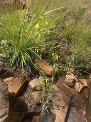 Albuca shawii