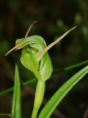 Pterostylis montana