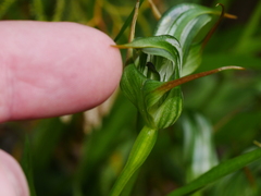 Pterostylis montana