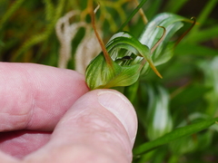 Pterostylis montana