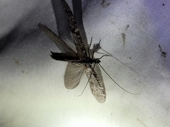 Archichauliodes diversus
