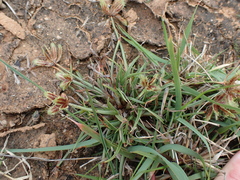 Cyperus rubicundus