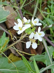 Diplotaxis erucoides