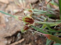 Cyperus rubicundus