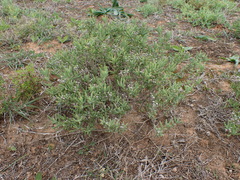 Delosperma testaceum