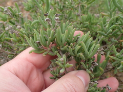 Delosperma testaceum