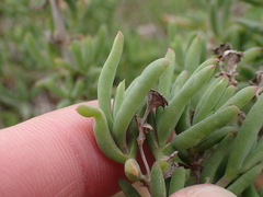 Delosperma testaceum