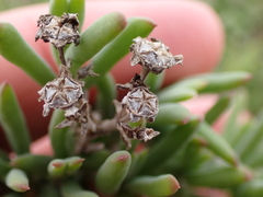 Delosperma testaceum