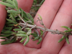 Delosperma testaceum