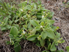 Mesembryanthemum aitonis