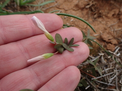 Oxalis