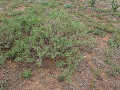 Delosperma testaceum