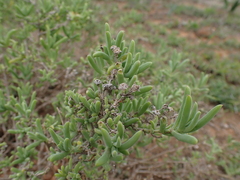 Delosperma testaceum