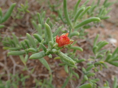 Delosperma testaceum
