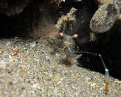 Cuapetes tenuipes
