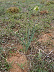 Albuca cooperi