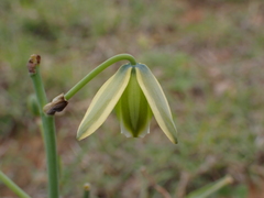 Albuca cooperi