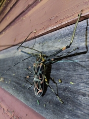 Acrocinus longimanus