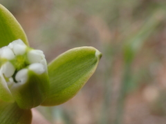 Albuca cooperi