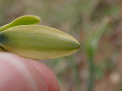 Albuca cooperi