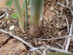 Albuca cooperi