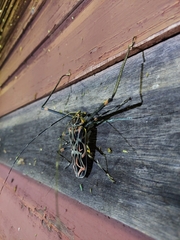 Acrocinus longimanus