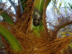 Antiteuchus mixtus
