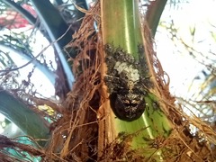 Antiteuchus mixtus