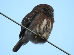 Glaucidium nana