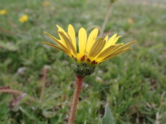 Asteraceae