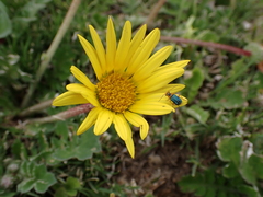Asteraceae