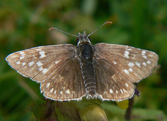Pyrgus carthami