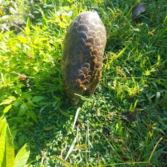 Manis pentadactyla pentadactyla