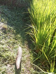 Manis pentadactyla pentadactyla