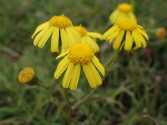 Asteraceae