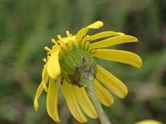 Asteraceae